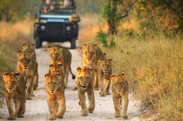 Game Drive Safaris - Photo Courtesy Uganda Budget Safaris