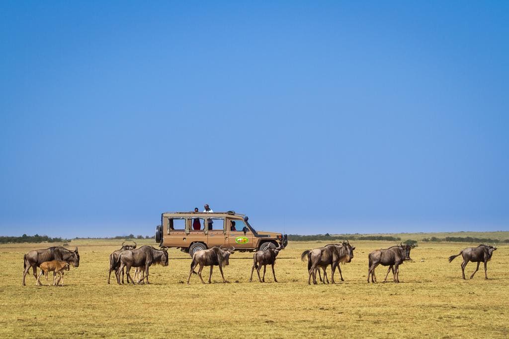 Game Drive Maasai Mara Leisure